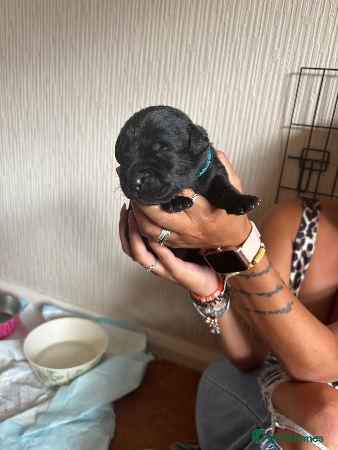 Labrador Retriever dogs for sale: Chunky Black Labrador puppies  - Image 10