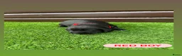 Cockerdor dogs for sale: 6 beautiful cockerdor puppies - Advert 3