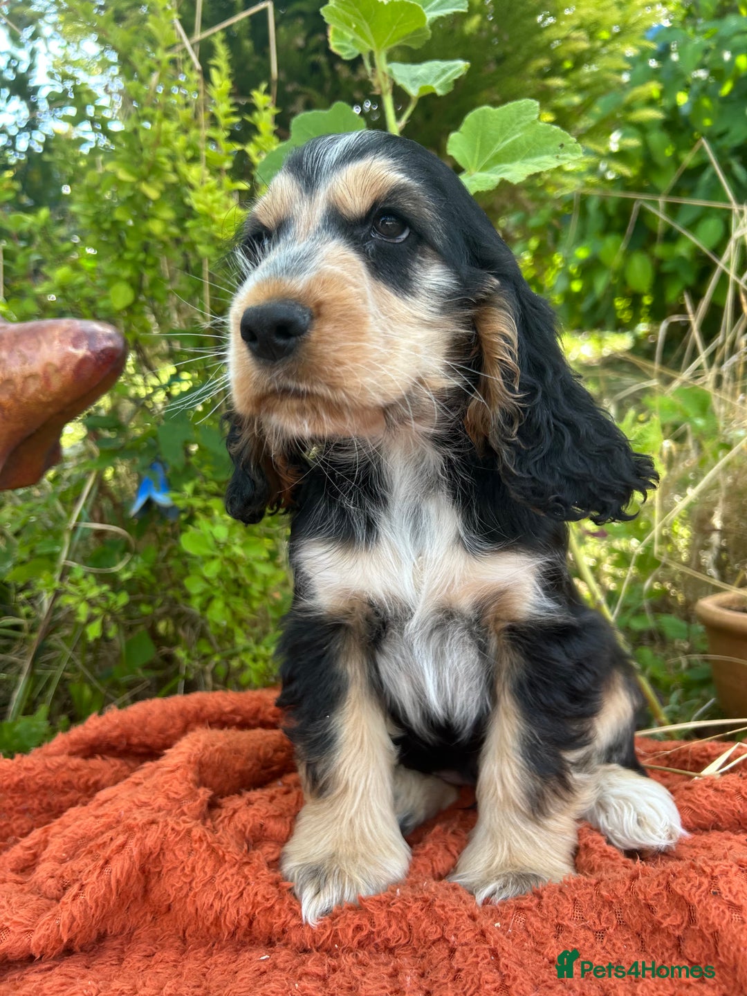 Cocker Spaniel dogs for sale: KC show type cocker spaniel  - READY NOW - Image 26