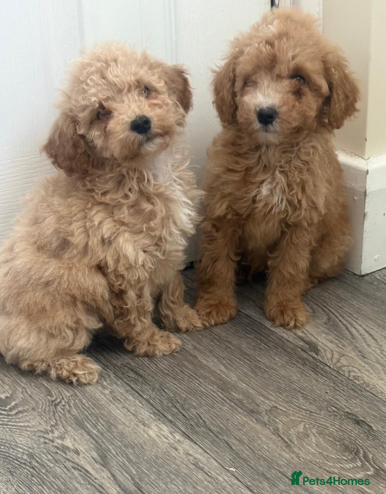 Maltipoo dogs MULTIPOO PUPPIES READY TO LEAVE  - Advert 10