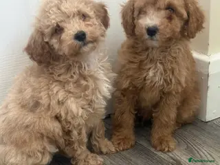 Maltipoo dogs MULTIPOO PUPPIES READY TO LEAVE - Advert 10