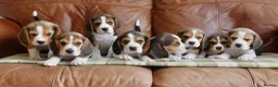 Beagle dogs for sale: Quality Health Tested Beagle Puppies - Advert 8
