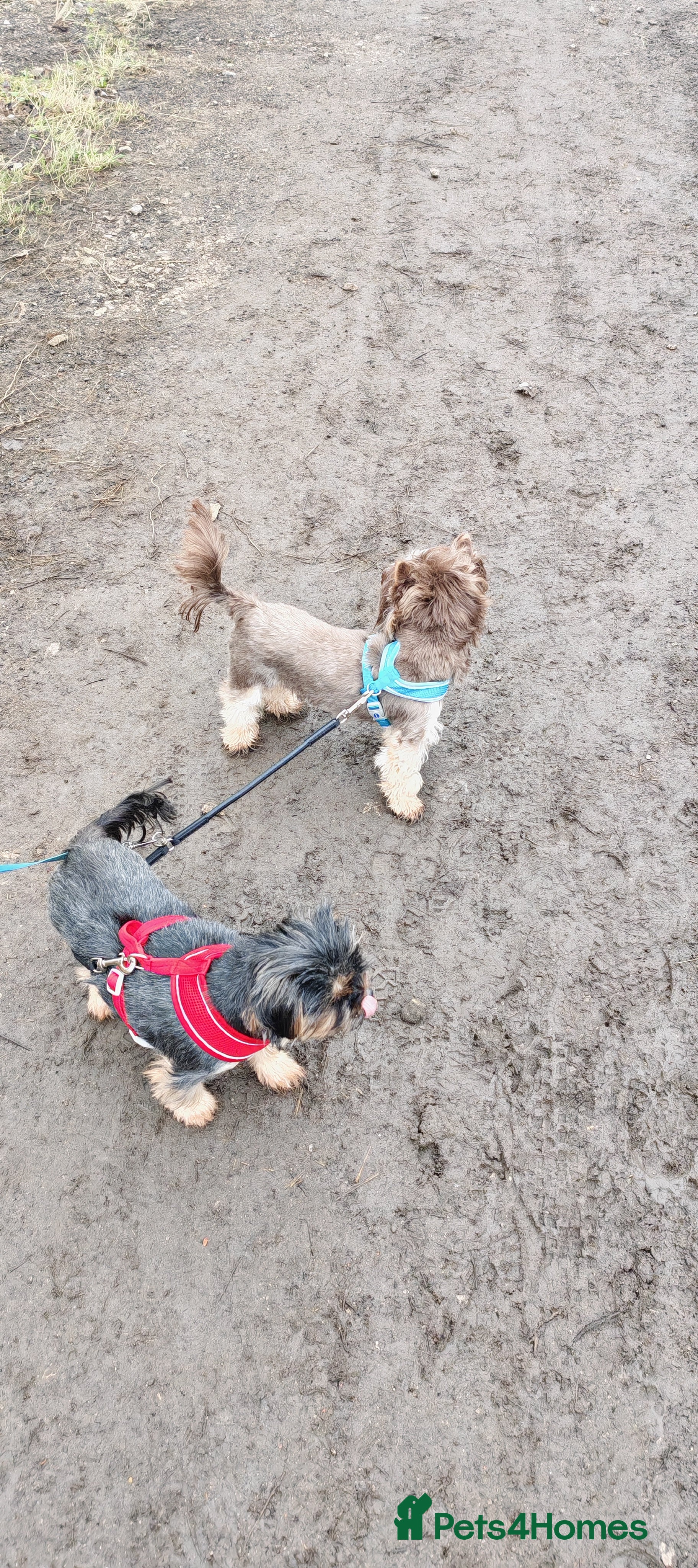 Yorkshire Terrier dogs  Chocolate Yorkshire Terrier For Stud Only in Blackburn - Advert 16