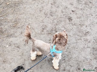 Yorkshire Terrier dogs in Blackburn - Advert 3