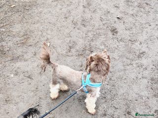 Yorkshire Terrier dogs Chocolate Yorkshire Terrier For Stud Only in Blackburn - Advert 11