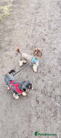 Yorkshire Terrier dogs Chocolate Yorkshire Terrier For Stud Only in Blackburn - Advert 1