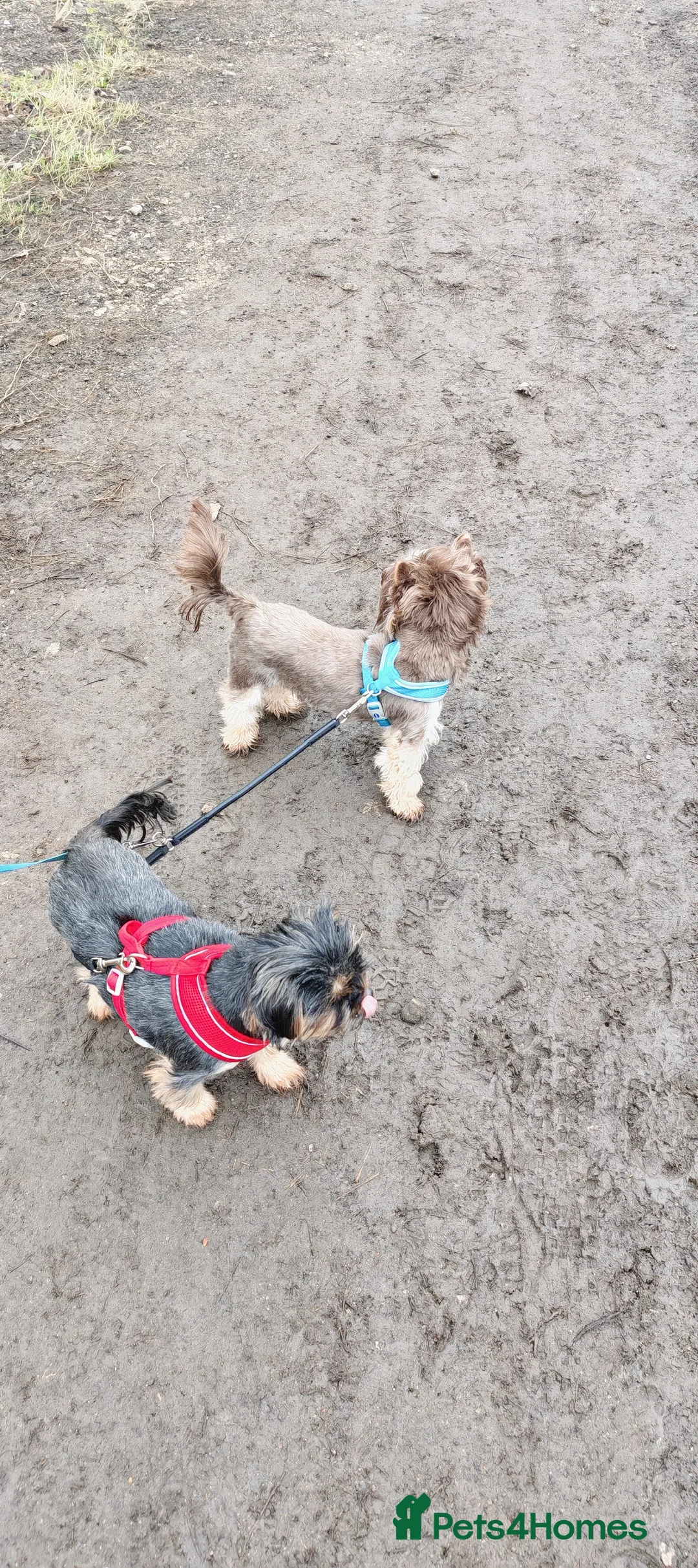 Yorkshire Terrier dogs for stud:  Chocolate Yorkshire Terrier For Stud Only in Blackburn - Advert 1