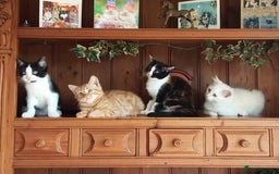 Mixed Breed cats for sale: Beautiful part siamese kittens  - Image 3