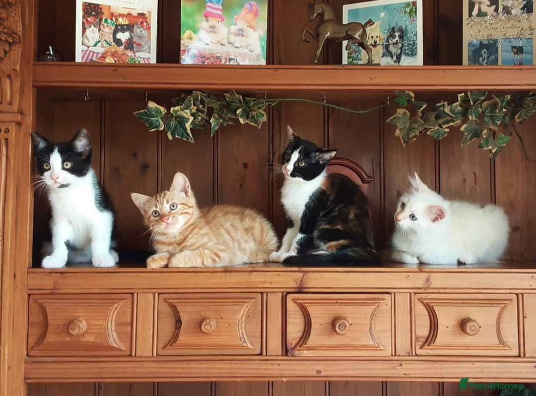 Mixed Breed cats for sale: Beautiful part siamese kittens  - Image 3