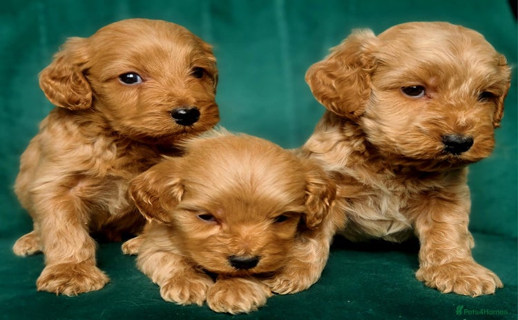 Cavapoo dogs - Advert 14