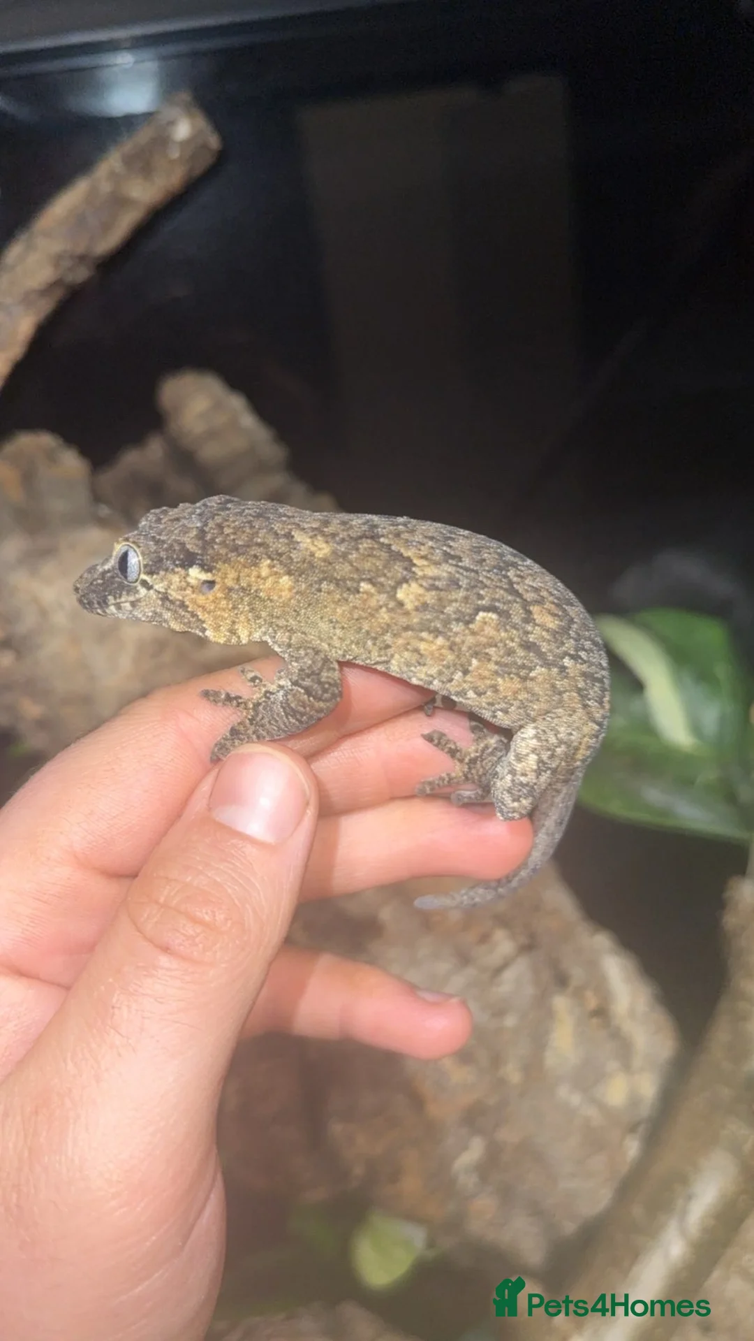 Gecko reptiles for sale: Red blotched gargoyle gecko and normals - Advert 4