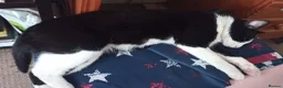 Siberian cats for sale: Cat for Adoption - Advert 7