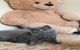 Scottish Fold cats for sale: Scottish fold Longhair - Image 13