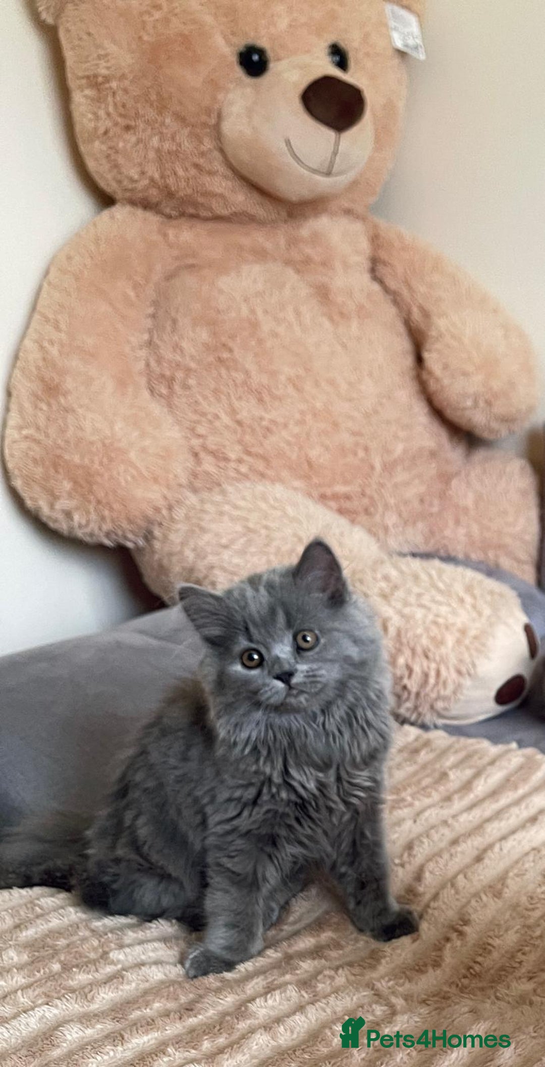 Scottish Fold cats for sale: Scottish fold Longhair - Image 13