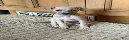 Whippet dogs for sale: Whippet Girl available - Advert 3