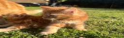 Mixed Breed cats for sale: Kitten for sale in London - Advert 8
