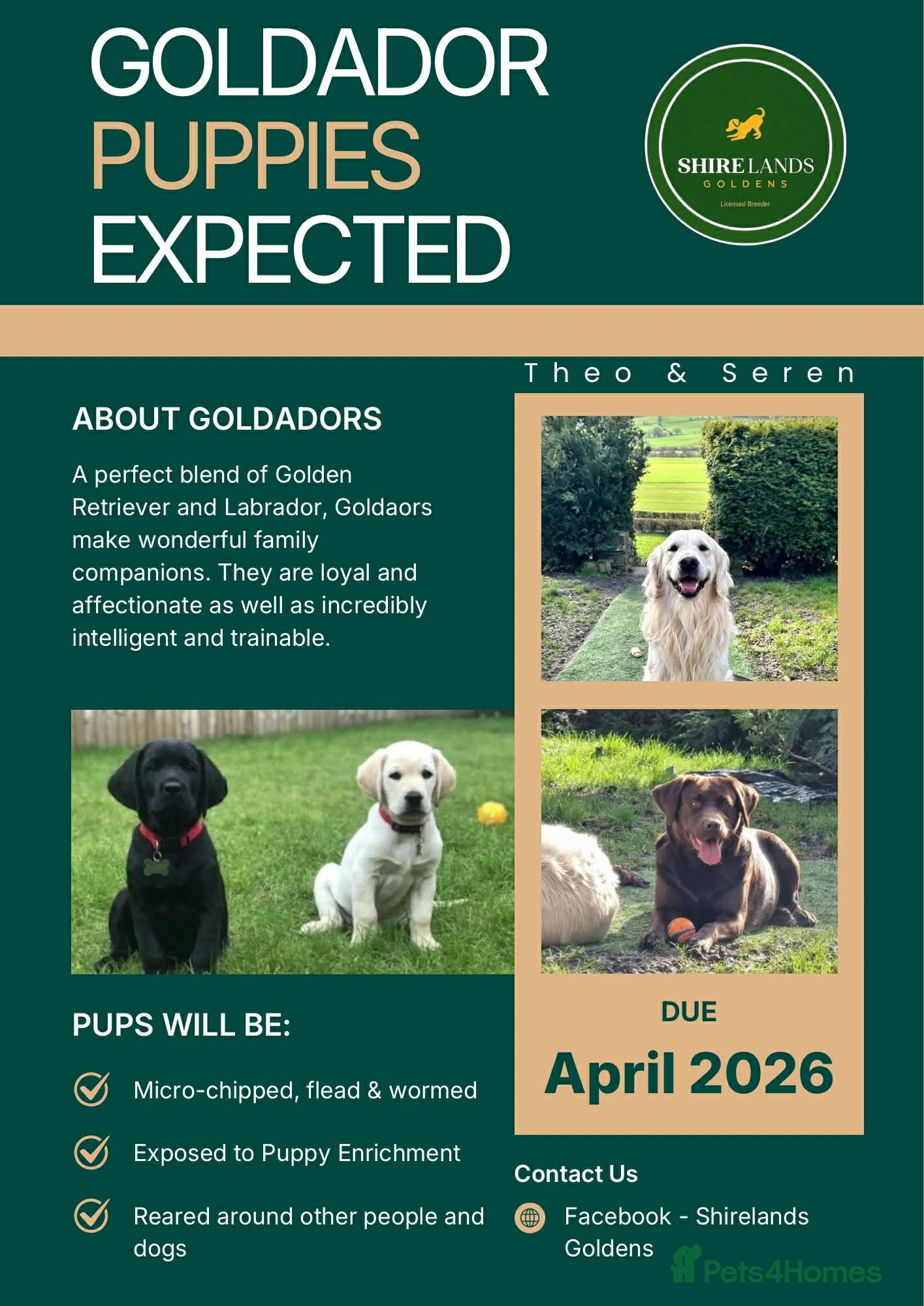 Goldador dogs Stunning Goldador Litter expected - Advert 2