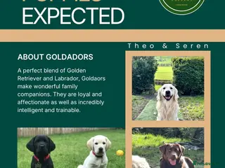 Goldador dogs Stunning Goldador Litter expected - Advert 13