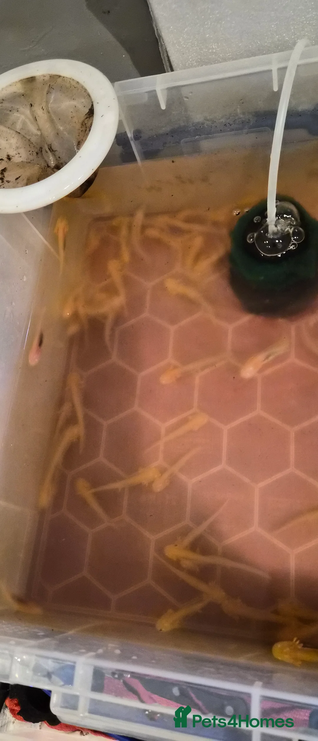 Axolotl reptiles for sale: axolotls for sale - Advert 6