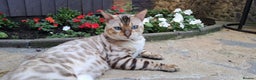 Bengal cats for stud: AMAZING SNOW LYNX STUD BENGAL TICA reg  in Harlow - Advert 34