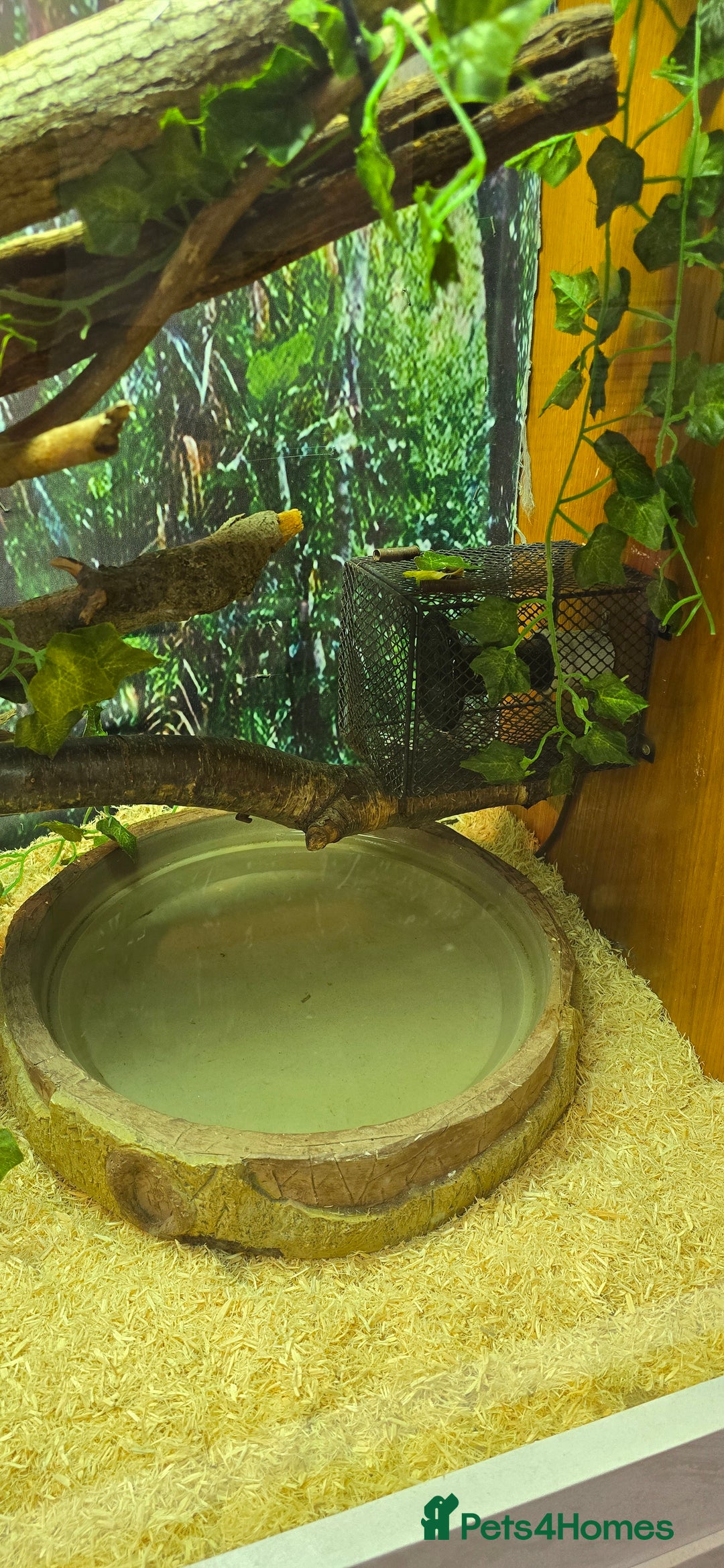 Boa Snake reptiles for sale: Large Snake Vivarium Setup + 2 Boa Constrictors - Advert 29
