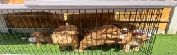 Cockapoo dogs for sale: Beautiful Multigen Cockapoo Puppies 🐶 - Advert 3