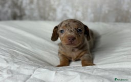 Miniature Dachshund dogs for sale: quality minature dachshunds (ready 14th october) - Image 20