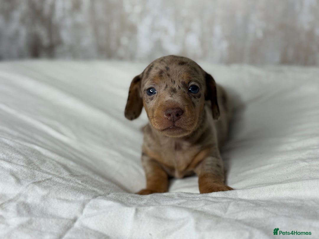 Miniature Dachshund dogs for sale: quality minature dachshunds (ready 14th october) - Image 20