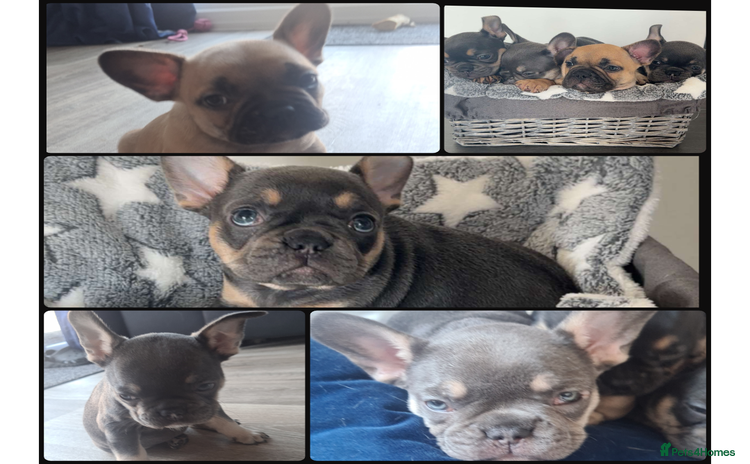 French Bulldog dogs - Advert 2