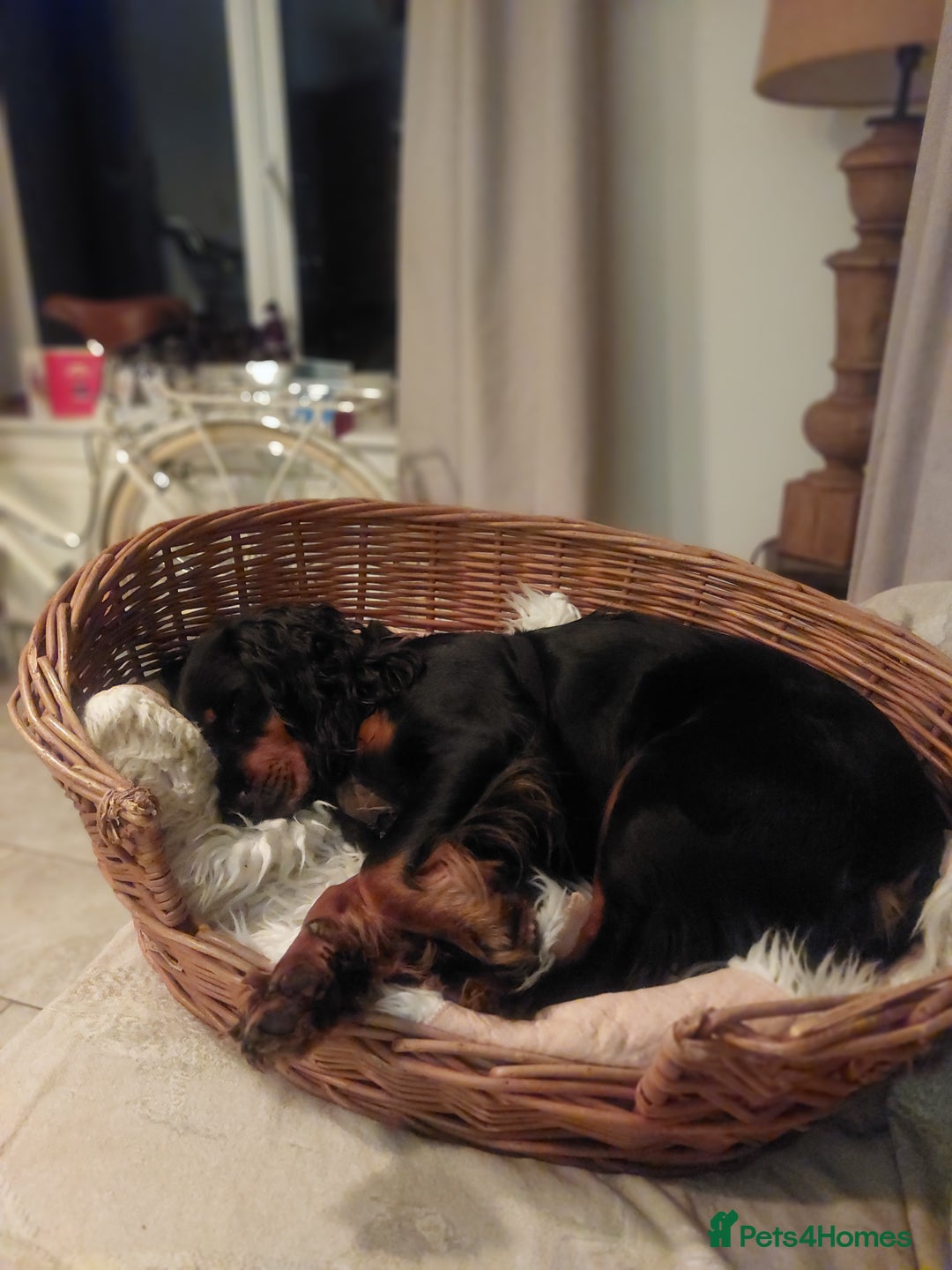 Cocker Spaniel dogs for sale: Exceptional KC Cocker Spaniel Pups - Advert 8