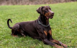 Dobermann dogs for sale: DOBERMAN PUPPIES WITH FANTASTIC PEDIGREE - Image 13