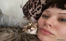 Domestic Shorthair cats for sale: Please help me rehome my little baby.  - Image 2