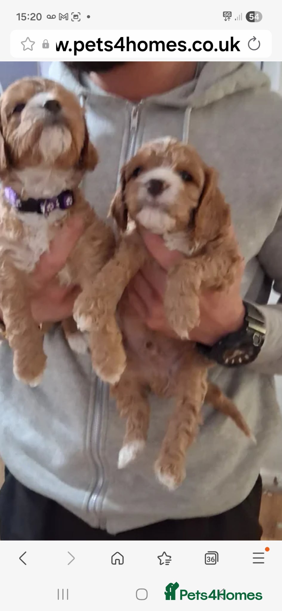 Cavapoo dogs Extensively health tested f1 cavapoos - Advert 1