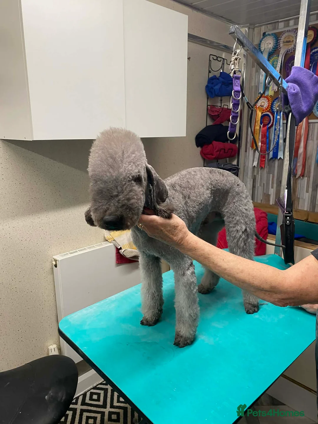 Bedlington Terrier dogs for stud: Bedlington terrier stud in Durham - Advert 3