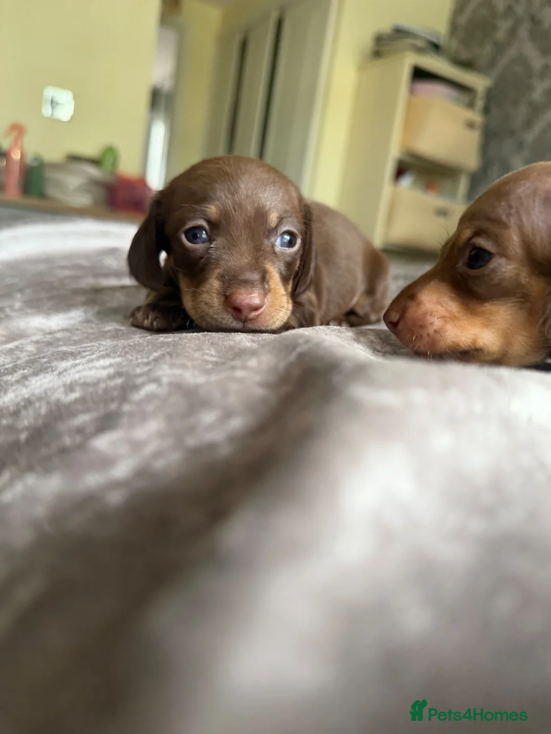 Miniature Dachshund dogs for sale: Beautiful Miniature Dachshund Puppies For sale  in Ormskirk - Advert 1