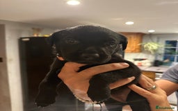 Mixed Breed dogs for sale: Rottweiler cross Labrador *READY TO VIEW* in Oxted - Image 6