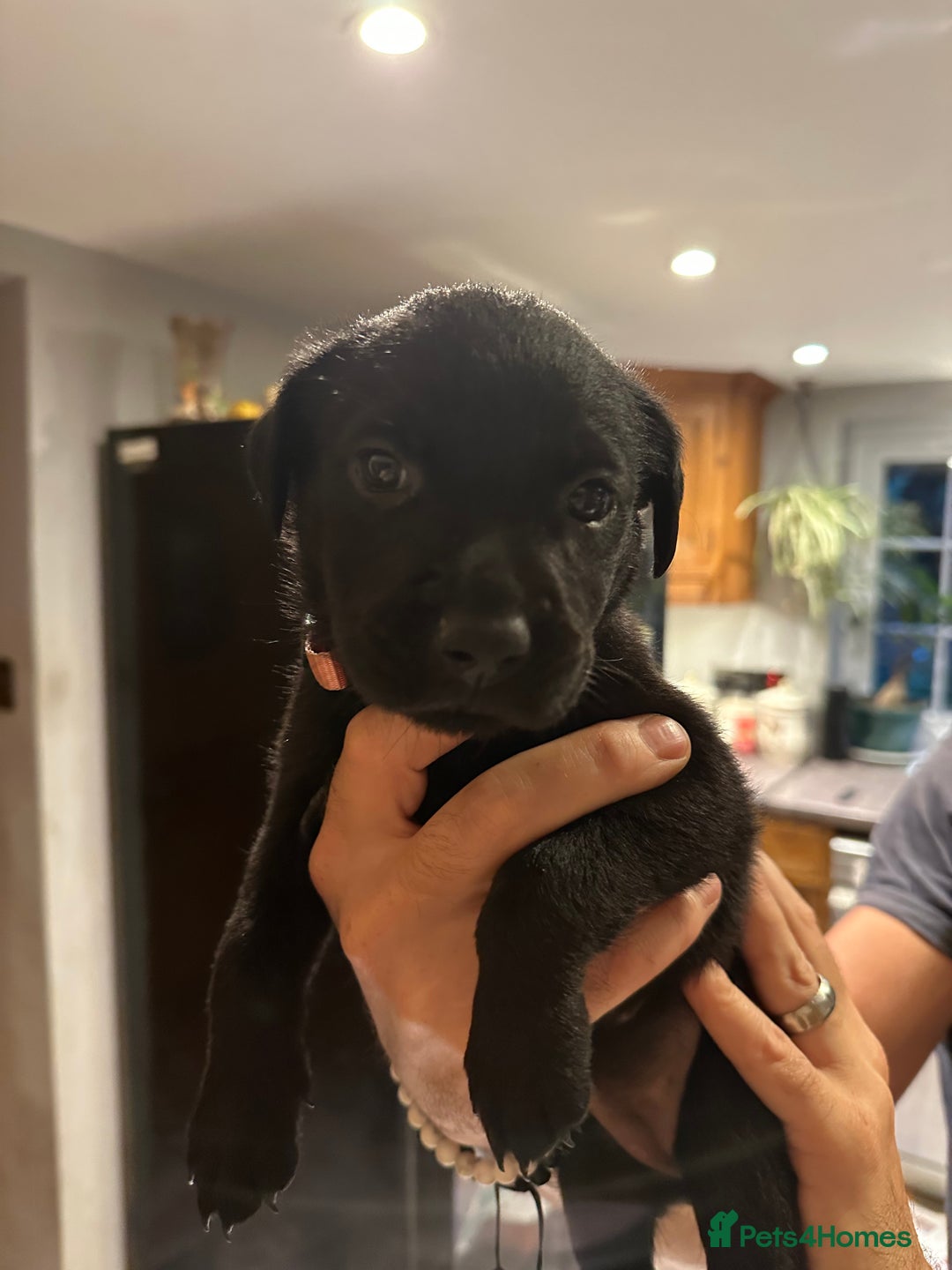 Mixed Breed dogs for sale: Rottweiler cross Labrador *READY TO VIEW* in Oxted - Image 6