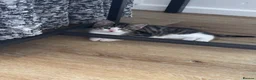 Mixed Breed cats for sale: Tabby kittens  - Advert 10
