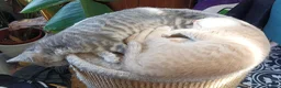 Mixed Breed cats for sale: Half Bengal kittens for sale in Bournemouth - Advert 3