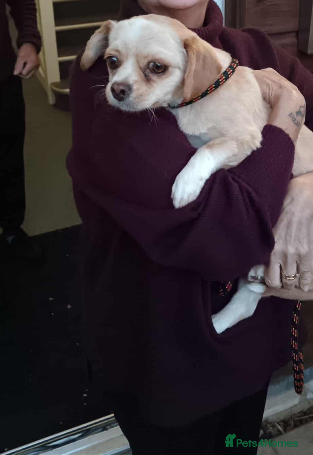 Mixed Breed dogs for adoption: Cassie - Image 2