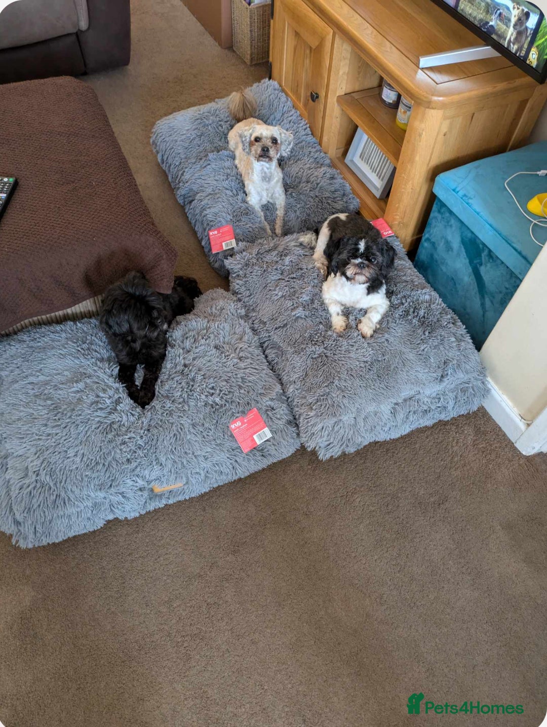 Shihpoo dogs for sale: Cuddly Male Shihpoo 3 years old - Image 6