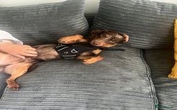 Mixed Breed dogs for sale: Male 2yo mixed breed daschund - Image 3