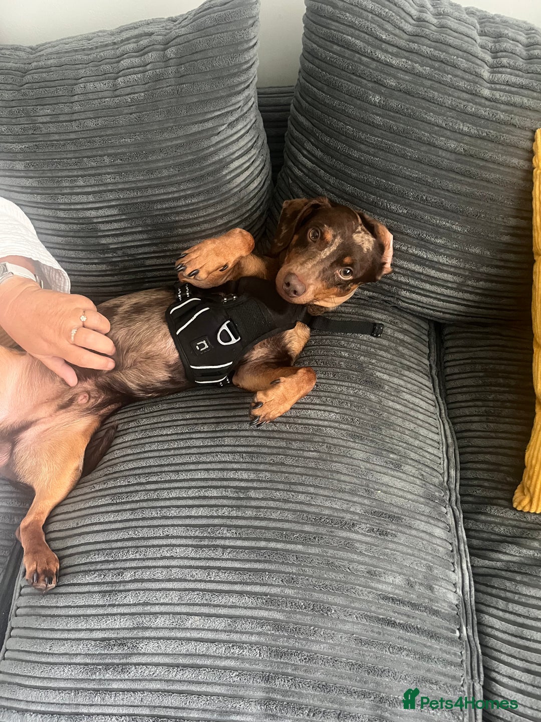 Mixed Breed dogs for sale: Male 2yo mixed breed daschund - Image 3