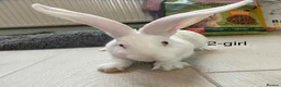 Continental Giant rabbits for sale: 💖 11 week old continental giants💖 - Advert 12