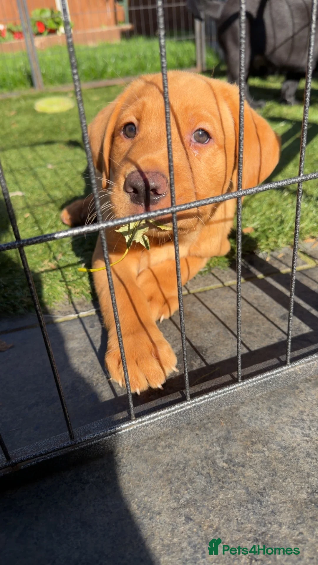 Labrador Retriever dogs for sale: Beautiful Labrador champion bloodline pups  in Doncaster - Advert 2