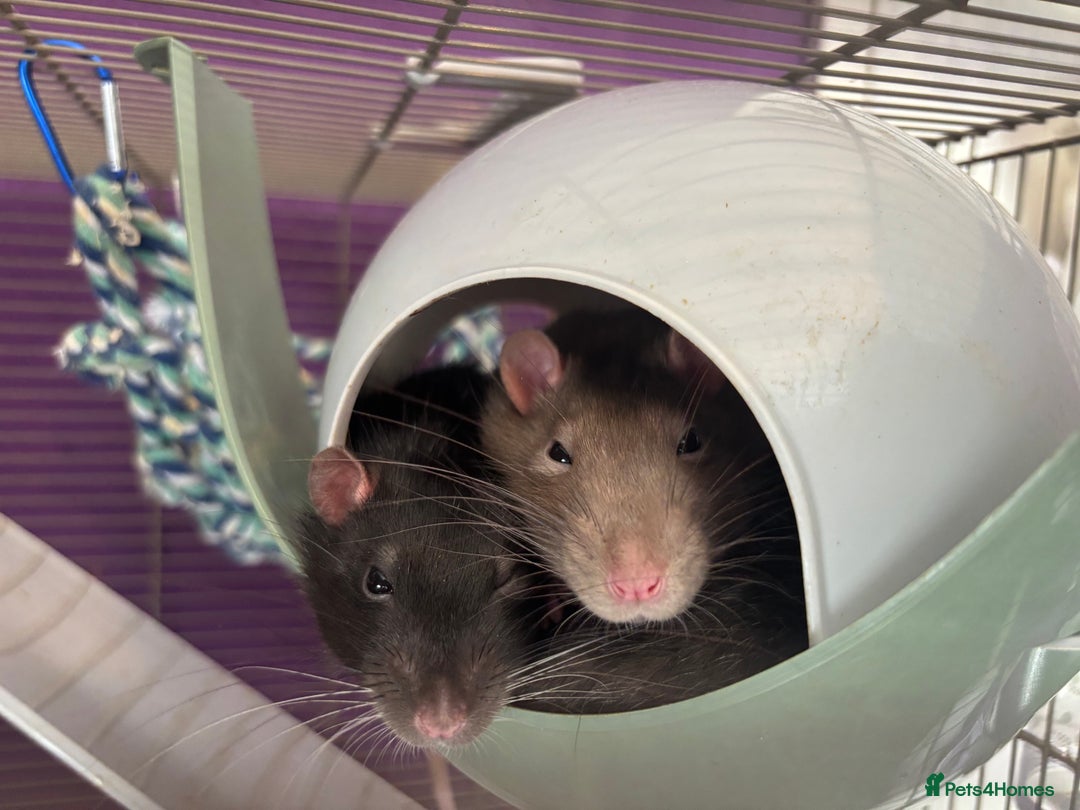 Rat rodents for sale: 3 male rats for rehoming(with cage and accessories - Image 8