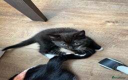 Mixed Breed cats for sale: GORGEOUS BOYS NEEDING HOMES - Image 3
