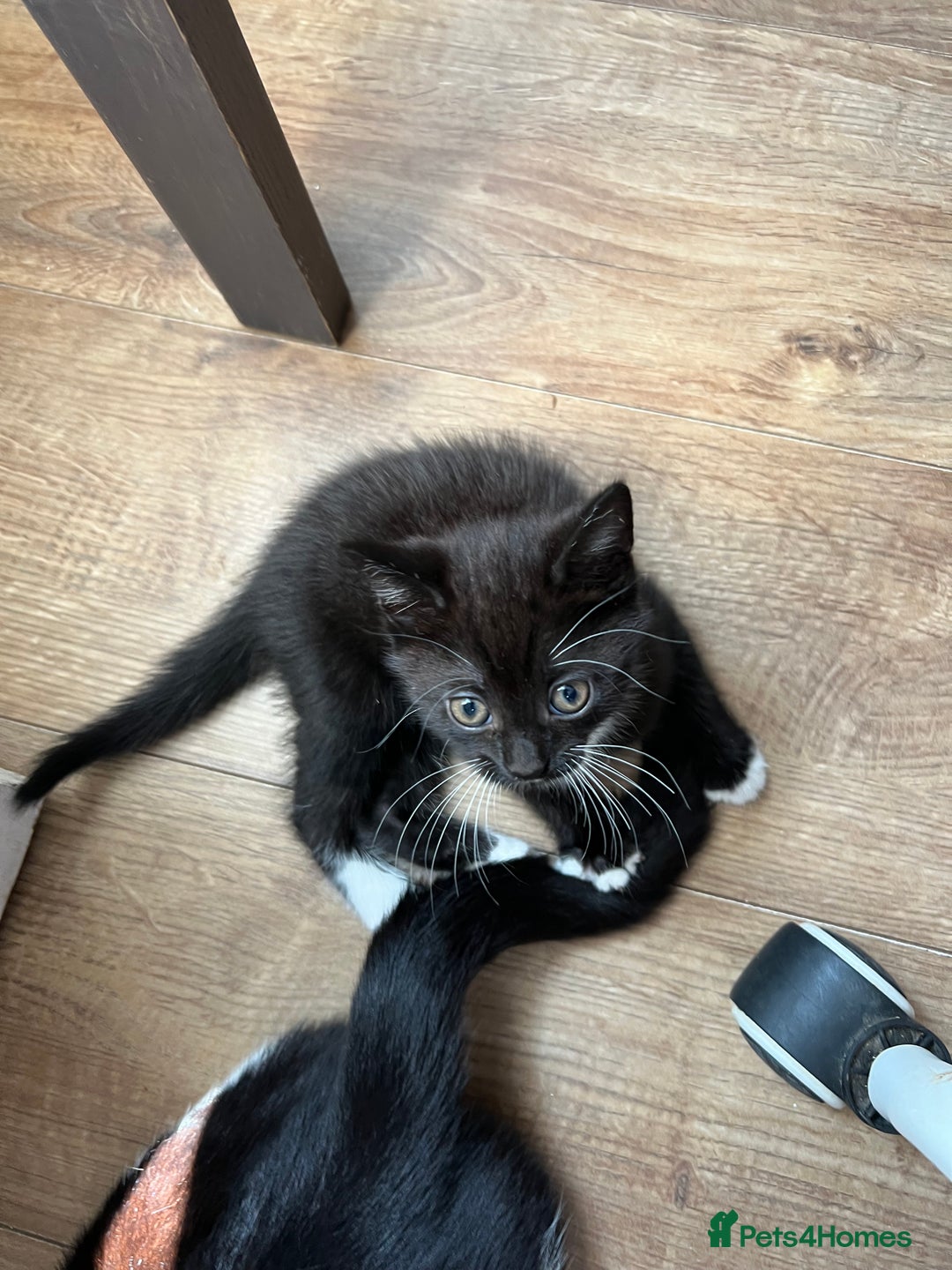 Mixed Breed cats for sale: GORGEOUS BOYS NEEDING HOMES - Image 3