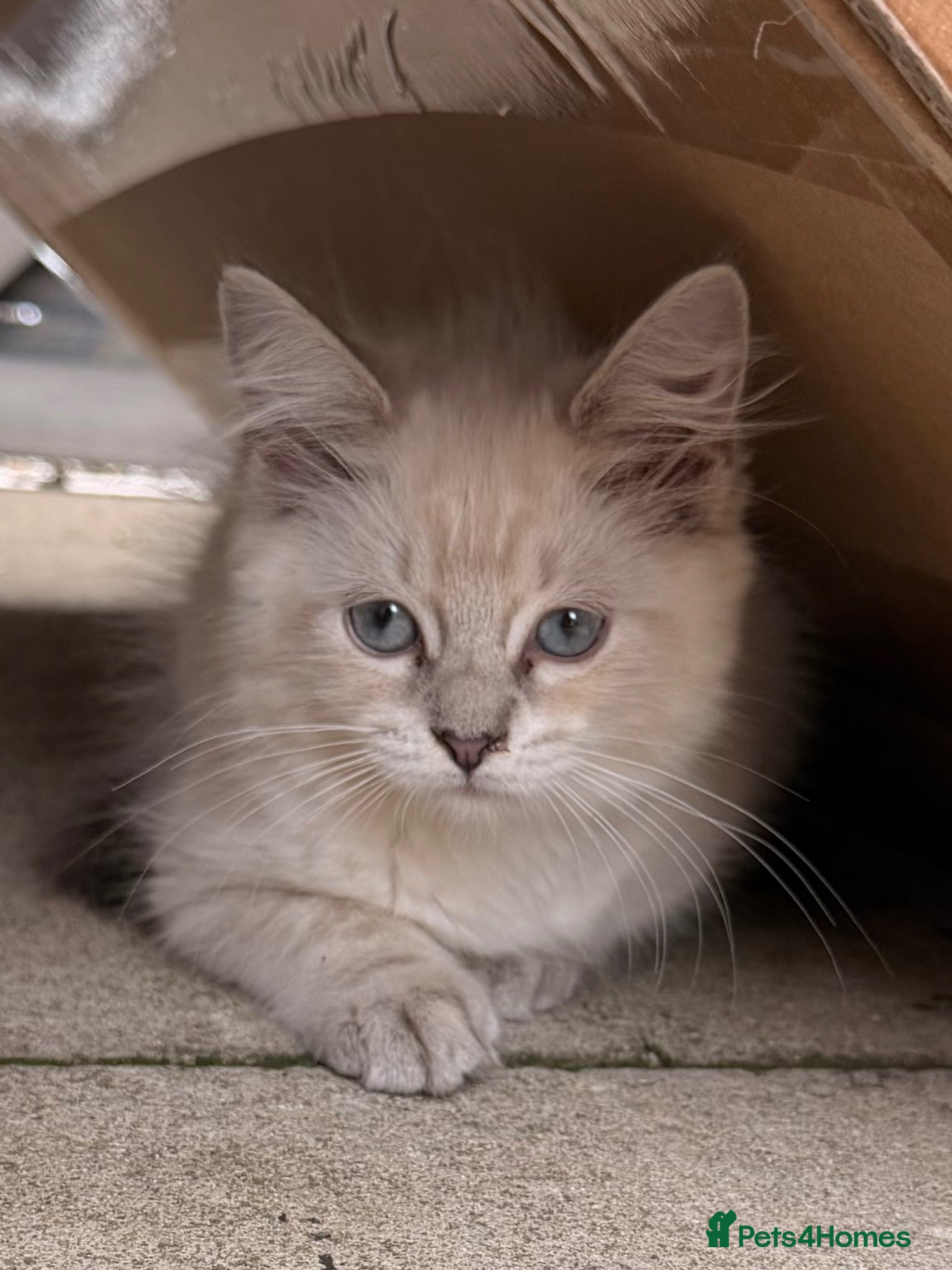 Ragdoll cats Ragdoll - Advert 2
