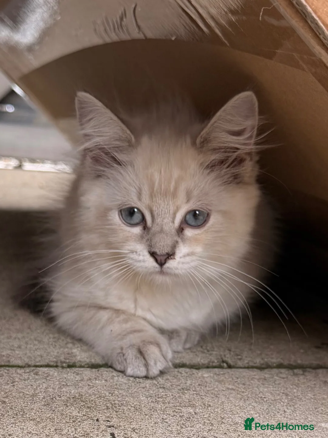 Ragdoll cats for sale: Ragdoll - Advert 2